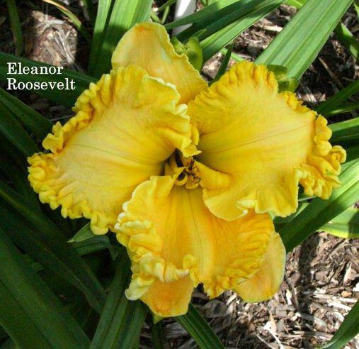 eleanor roosevelt again rs
